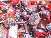 Cà Mau: Hoàn thiện quy trình sản xuất giống và nuôi ba khía 